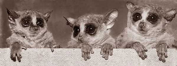 Its playtime at the Crystal Palace Zoo, when the Bush Babies get a chance to play in