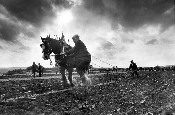 A plough horse competition in November 1982