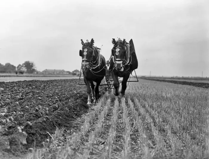 Framed Print : Ploughing at Heathrow now the site where the of airport is located. 1935 Framed Print : Ploughing at Heathrow now the site where the of airport is located. 1935