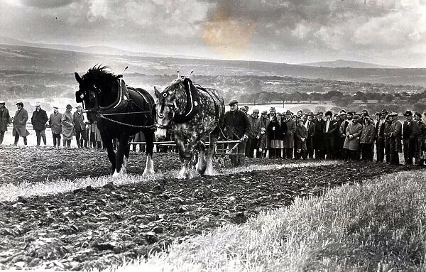 Ploughing - Horse ploughing was a popular feature of the all-Wales ploughing