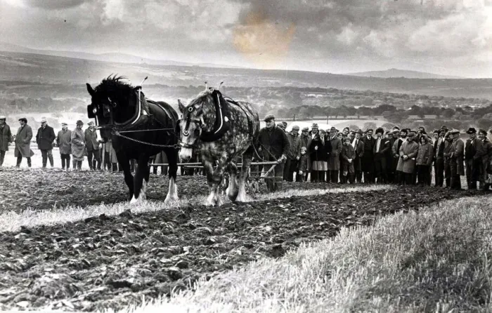 Framed Print : Ploughing - Horse ploughing was a popular feature of the all-Wales ploughing Framed Print : Ploughing - Horse ploughing was a popular feature of the all-Wales ploughing