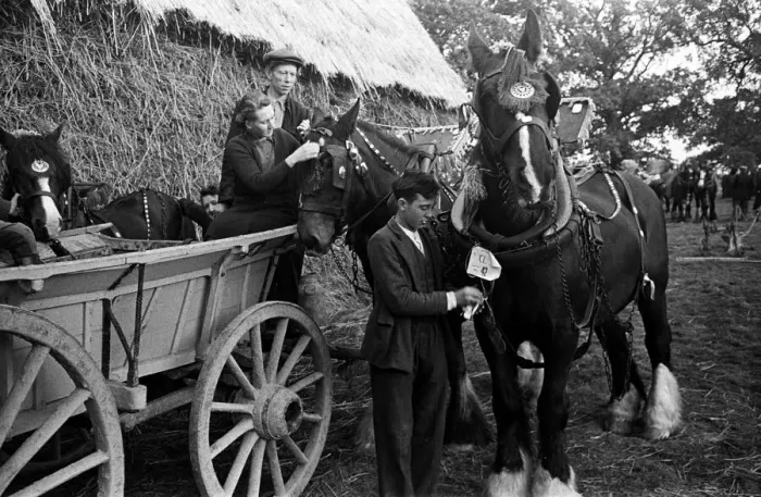 Framed Print : A ploughing match takes place in Cranbrook, Kent. Circa 1946 Framed Print : A ploughing match takes place in Cranbrook, Kent. Circa 1946