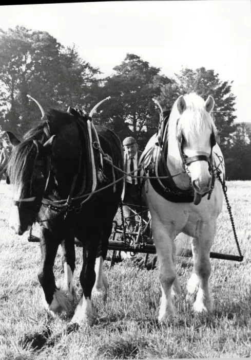 Framed Print : Ploughing a straight furrow at Brailsford 15th October 1988 Framed Print : Ploughing a straight furrow at Brailsford 15th October 1988