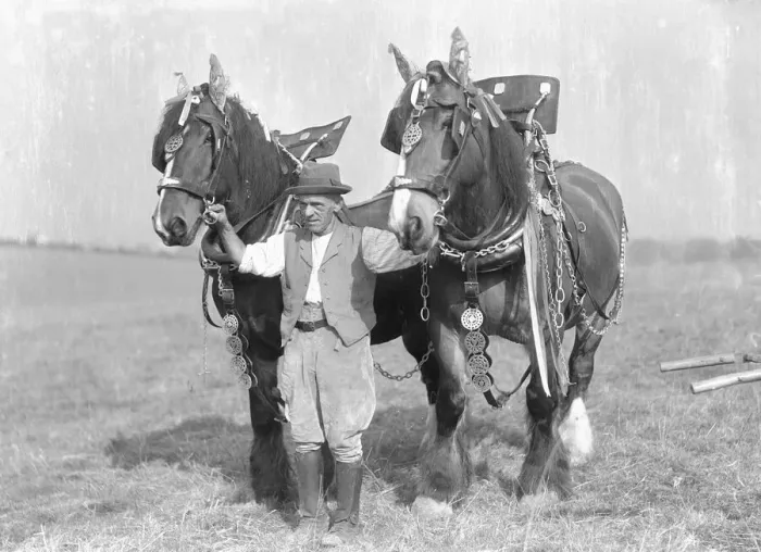 Framed Print : Ploughman with his team of heavy work horses. Circa 1930 2477 Framed Print : Ploughman with his team of heavy work horses. Circa 1930 2477