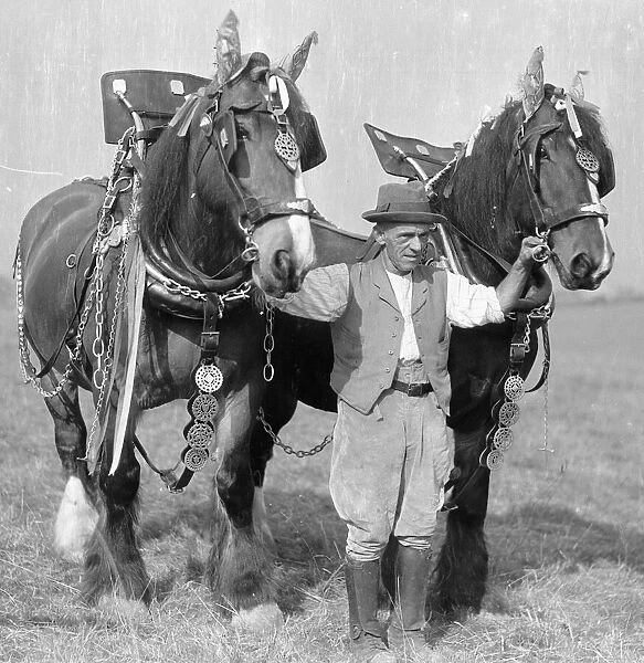 Ploughman with his team of heavy work horses. Circa 1930 2477