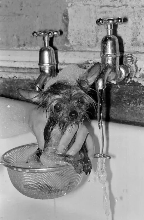 Framed Print : The plughole is a peril when Cody is taking her bath, even the kitchen bowl can be a Framed Print : The plughole is a peril when Cody is taking her bath, even the kitchen bowl can be a
