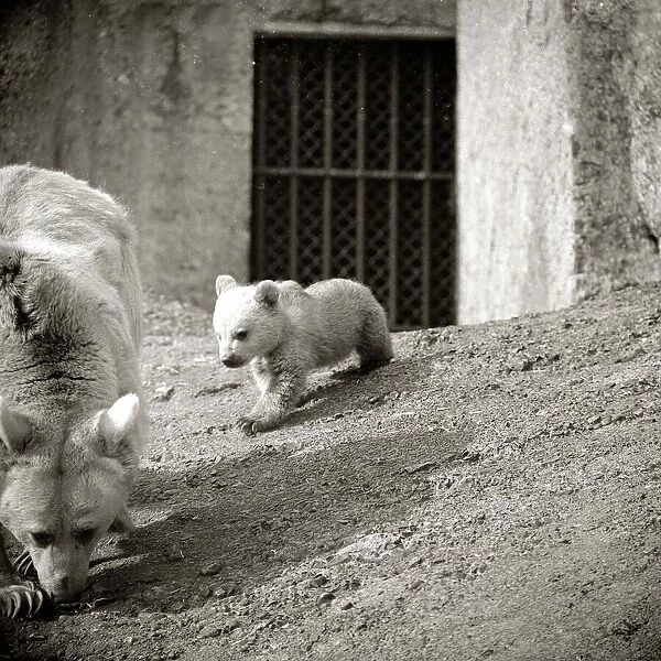 Polar Bear and Bear Cub, Winnie and Anthony at London Zoo March 1960