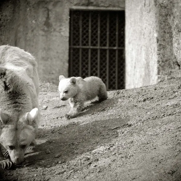 Framed Print : Polar Bear and Bear Cub, Winnie and Anthony at London Zoo March 1960