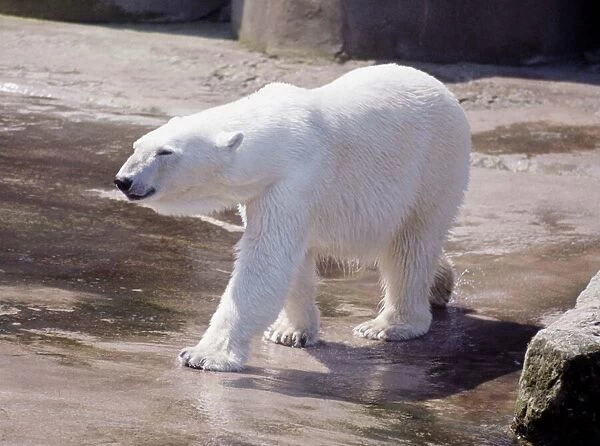 Polar bear at Chester Zoo 1967