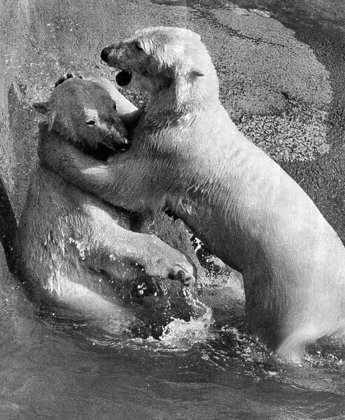 Polar bear couple Pipaluk and Sabrina have a quiet cuddle by the side of the pool