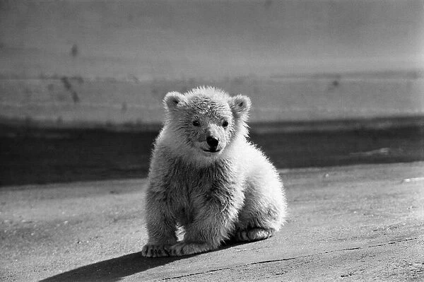 Polar bear cub at Dudley Zoo, West Midlands. 10th April 1973