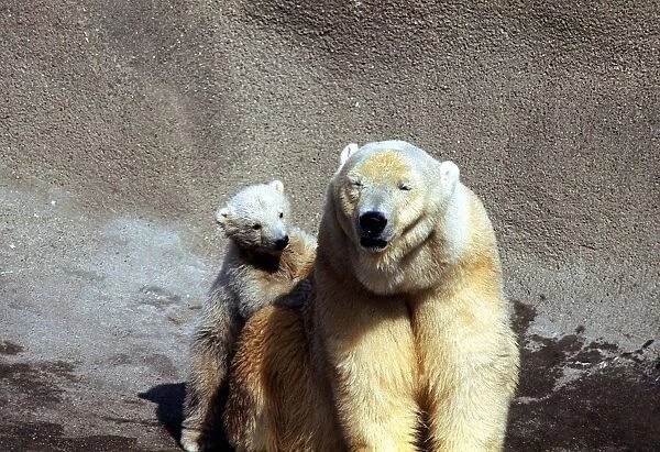 Polar Bear and cub at London Zoo - March 1973
