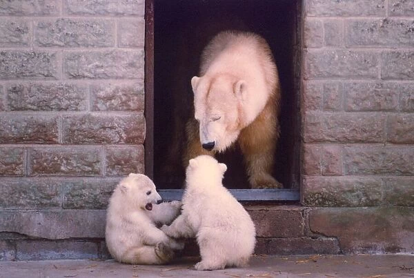 A polar bear with her two cubs