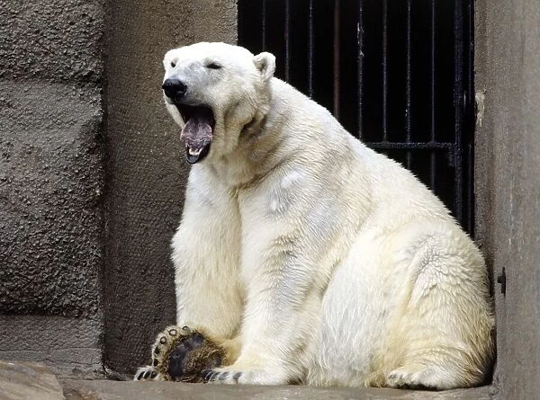 A polar bear at London Zoo March 1984