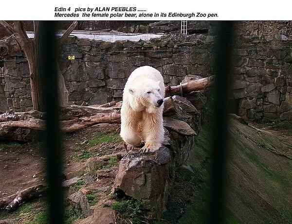 Polar Bear Mercedes in Edinburgh Zoo pen