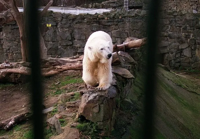 Framed Print : Polar Bear Mercedes in Edinburgh Zoo pen March 1996