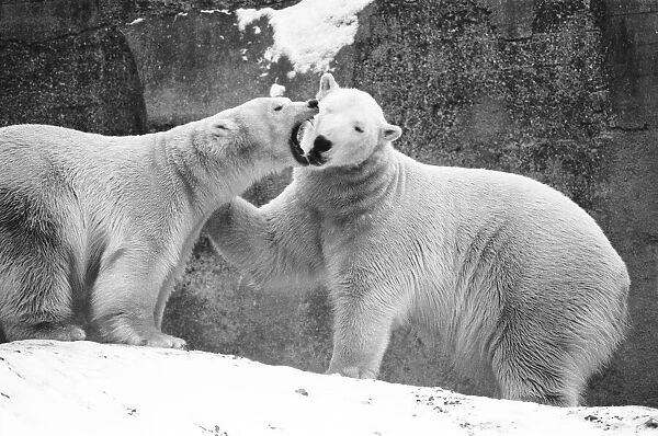 In the Polar Bear pen at London Zoo Sabrina gives Pipaluek a piece of her mind
