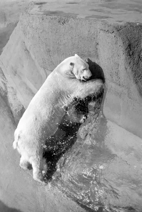 Framed Print : Polar bear Pipaluk'in his pen at London Zoo February 1975 Framed Print : Polar bear Pipaluk'in his pen at London Zoo February 1975