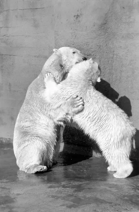 Framed Print : Polar bear Pipaluk'in his pen at London Zoo February 1975