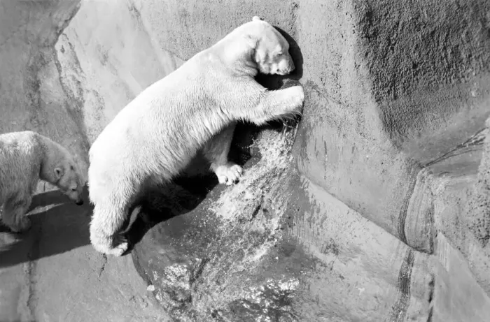 Framed Print : Polar bear Pipaluk'in his pen at London Zoo February 1975 Framed Print : Polar bear Pipaluk'in his pen at London Zoo February 1975