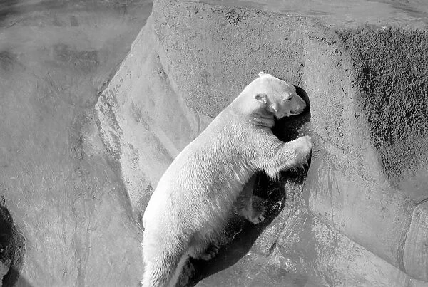 Polar bear 'Pipaluk'in his pen at London Zoo February 1975