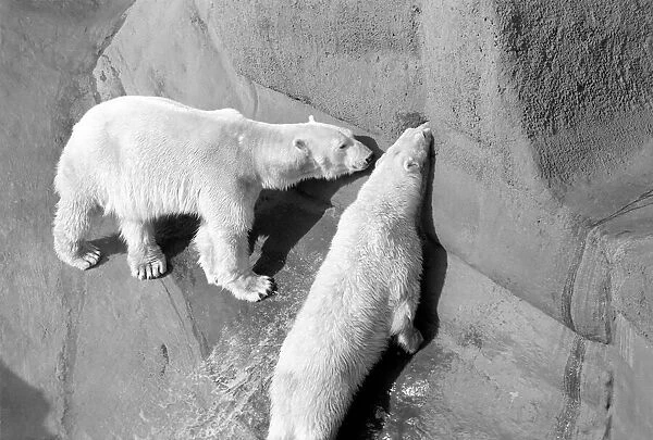 Polar bear 'Pipaluk'in his pen at London Zoo February 1975