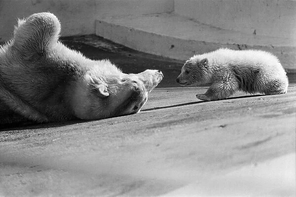 Polar bear and polar bear cub at Dudley Zoo, West Midlands. 10th April 1973