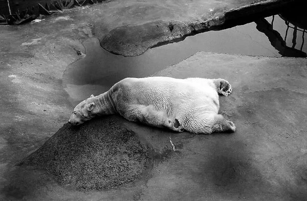 Polar Bear Sabrina seen here relaxing in her enclosure at London Zoo January 1975