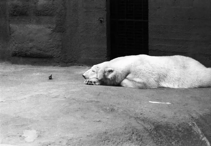 Framed Print : Polar Bear Sabrina seen here relaxing in her enclosure at London Zoo. 1st January 1975 Framed Print : Polar Bear Sabrina seen here relaxing in her enclosure at London Zoo. 1st January 1975