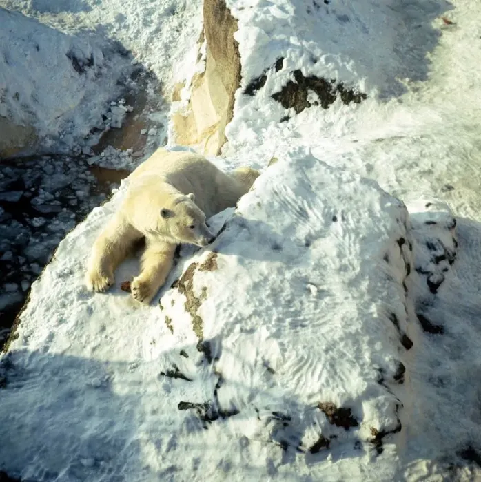 Framed Print : Polar Bear in snow at London Zoo. January 1968 A©Mirrorpix