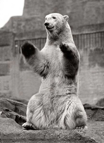 Polar Bear at the Zoo standing on his hind legs - March 1929