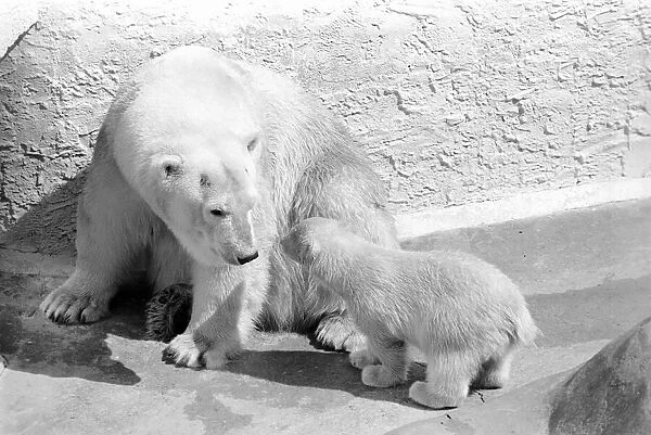Polar Bears at Bristol Zoo. April 1975 75-2068-003