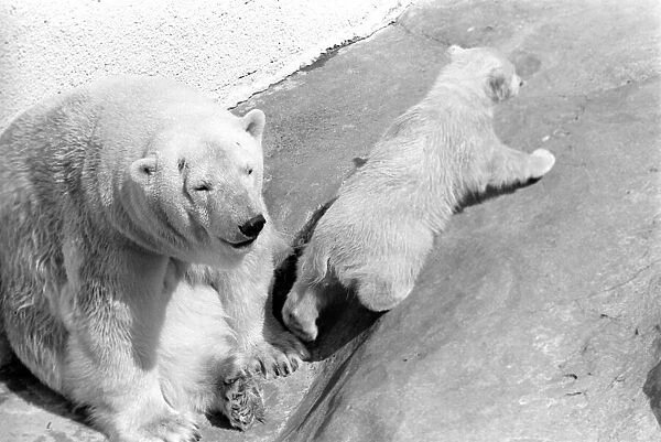 Polar Bears at Bristol Zoo. April 1975 75-2068-007