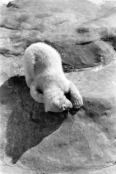 Polar Bears at Bristol Zoo. April 1975 75-2068-014