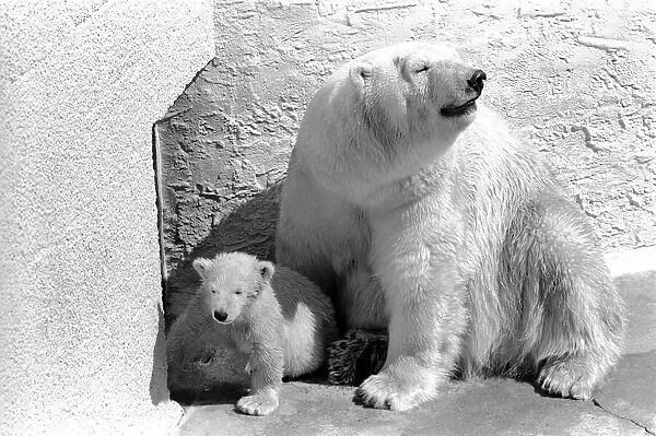 Polar Bears at Bristol Zoo. April 1975 75-2068-015