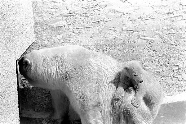 Polar Bears at Bristol Zoo. April 1975 75-2068-016