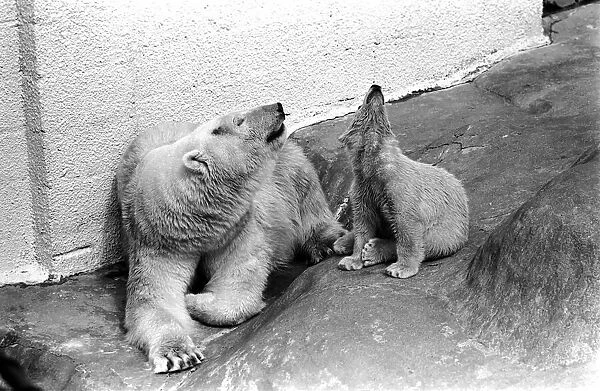 Polar Bears at Bristol Zoo. April 1975 75-2068-020