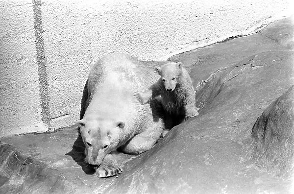Polar Bears at Bristol Zoo. April 1975 75-2068-021