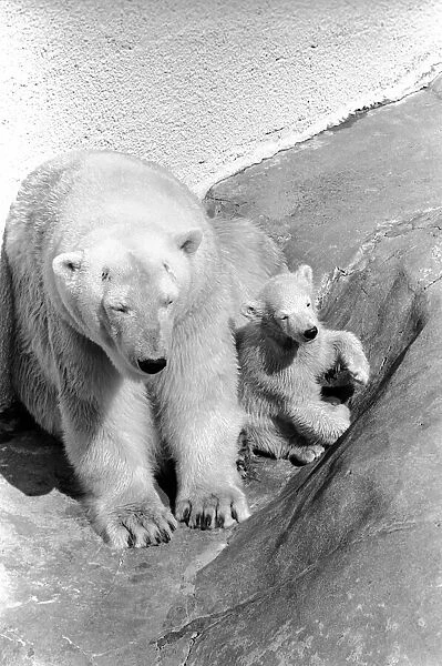 Polar Bears at Bristol Zoo. April 1975 75-2068-022