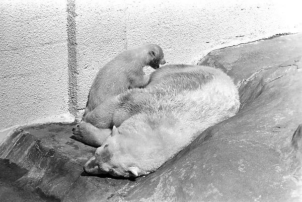 Polar Bears at Bristol Zoo. April 1975 75-2068-023