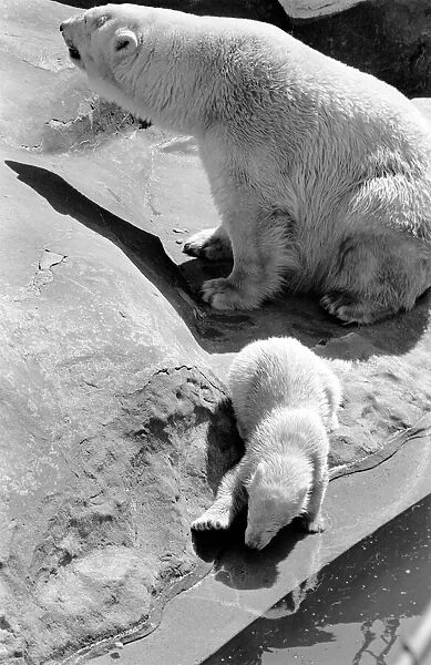 Polar Bears at Bristol Zoo. April 1975 75-2068-025