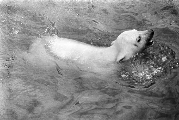 Polar Bears at Bristol Zoo. April 1975 75-2224-013