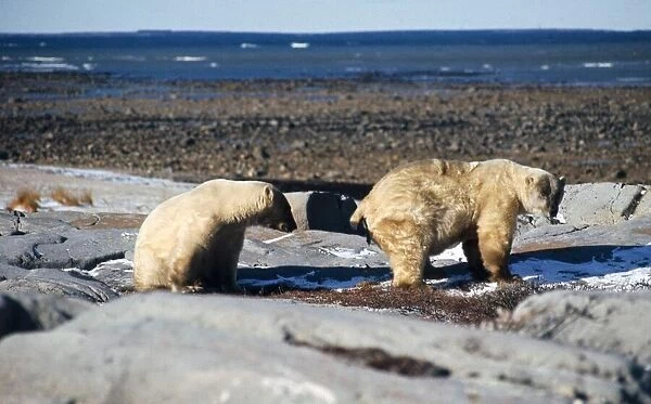 Polar Bears at Churchill, Maritoba, on the Hudaon Bay. October 1971