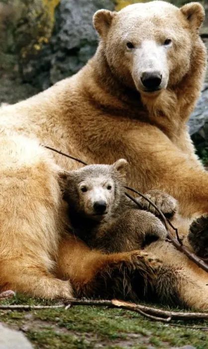 Framed Print : Polar bears at Edinburgh Zoo Ahoto four month old polar bear with mum eleven year old Framed Print : Polar bears at Edinburgh Zoo Ahoto four month old polar bear with mum eleven year old