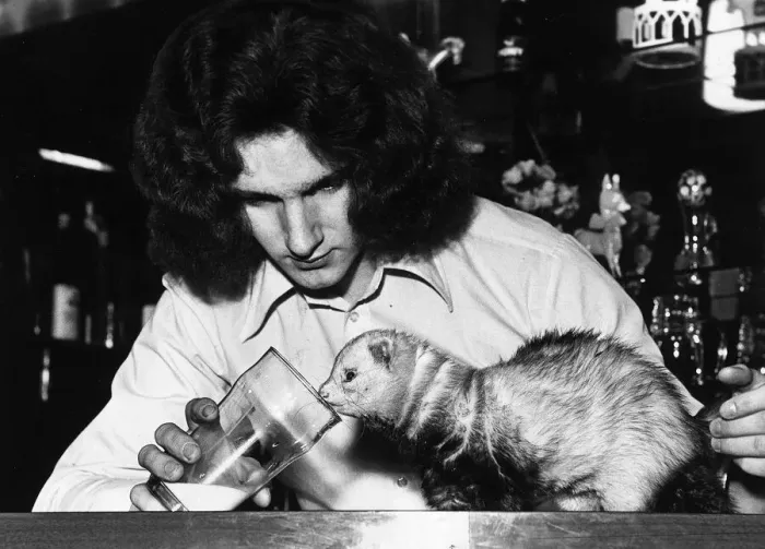 Framed Print : Pole Cat called Snagglepuss with owner Graham Cowlie at Oatridge Hotel bar in Uphall