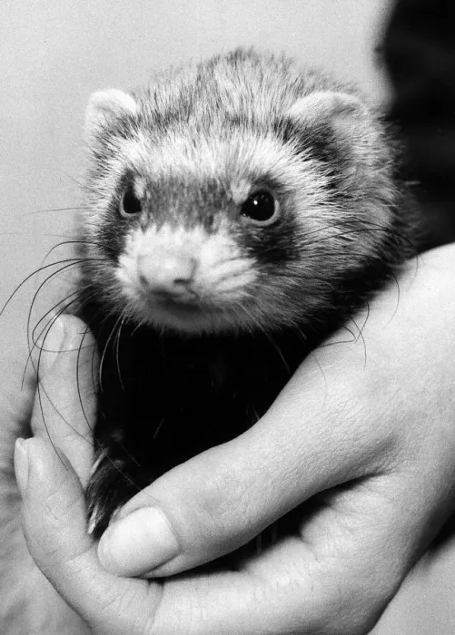 Framed Print : Polecat ferret found in South London December 1974 Being held by a vet Framed Print : Polecat ferret found in South London December 1974 Being held by a vet