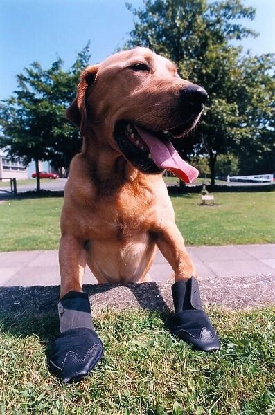 Police dog Bryson wearing the new armoured boots which are to be used in hazardous areas