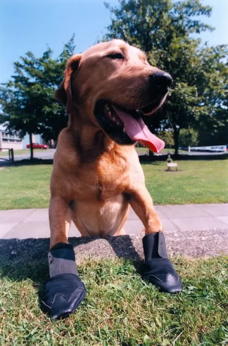 Framed Print : Police dog Bryson wearing the new armoured boots which are to be used in hazardous areas Framed Print : Police dog Bryson wearing the new armoured boots which are to be used in hazardous areas
