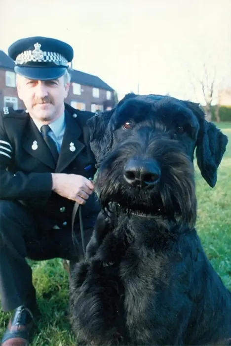 Framed Print : Police dog Kruger the Giant Schnauzer with his handler Paul Hedges