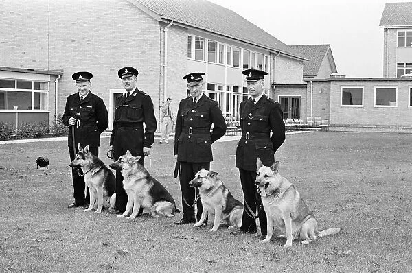 Police dogs training at Chatteris in Cambridgeshire, 26th May 1965